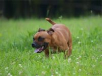 Staffordshire Bull Terrier