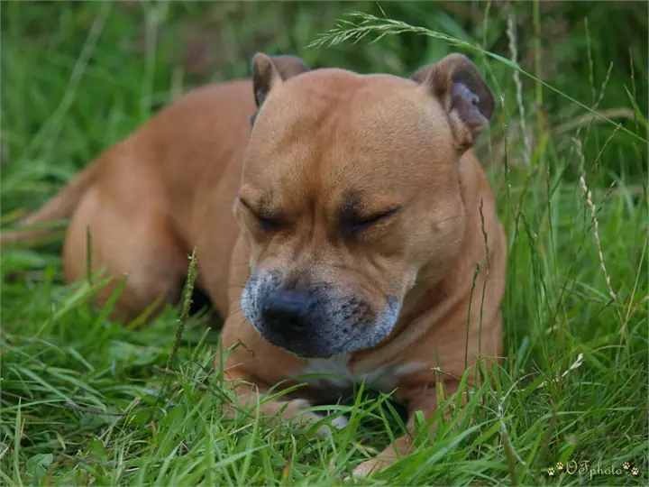 Staffordshire Bull Terrier