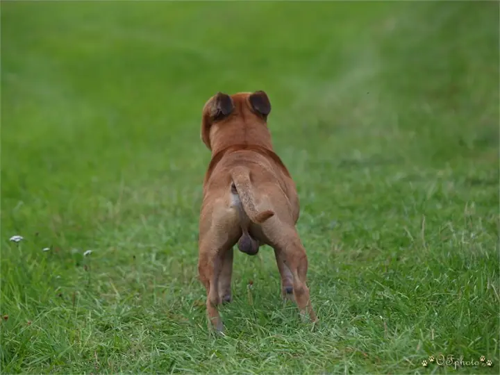 Staffordshire Bull Terrier