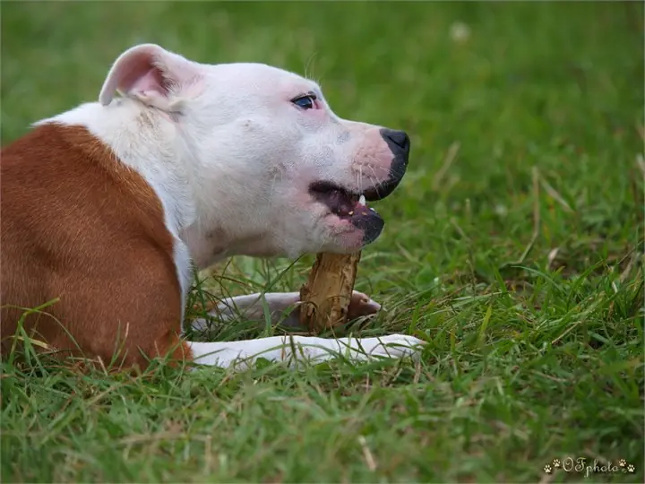 Staffordshire Bull Terrier
