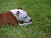 Staffordshire Bull Terrier