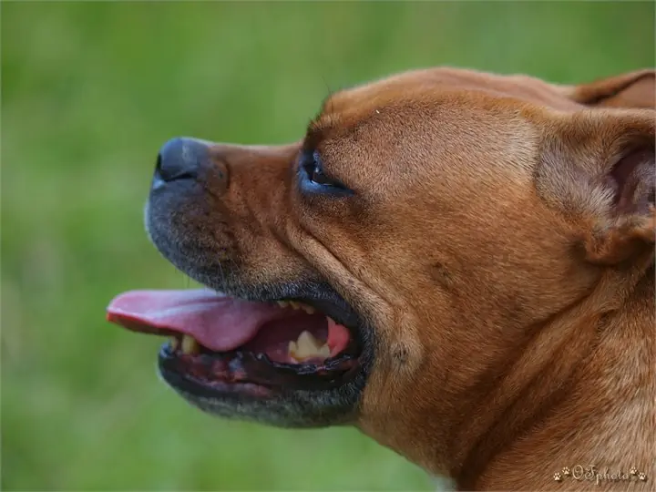 Staffordshire Bull Terrier