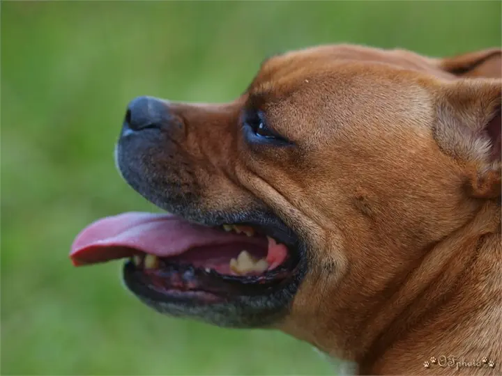 Staffordshire Bull Terrier