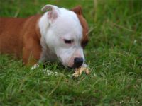 Staffordshire Bull Terrier