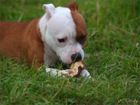 Staffordshire Bull Terrier