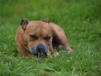 Staffordshire Bull Terrier