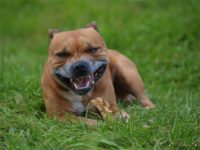 Staffordshire Bull Terrier