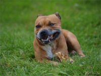 Staffordshire Bull Terrier