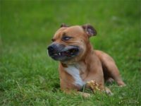 Staffordshire Bull Terrier