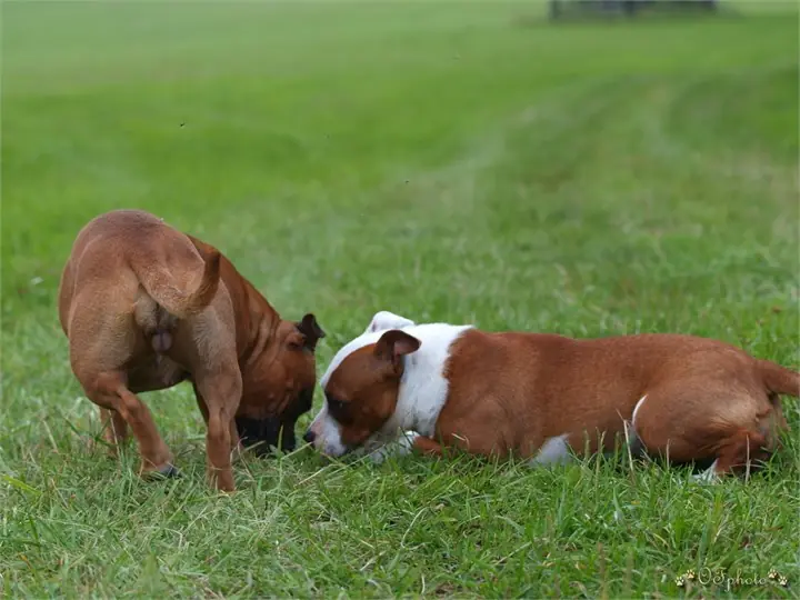 Staffordshire Bull Terrier