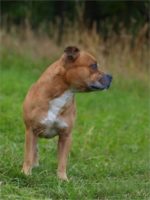 Staffordshire Bull Terrier