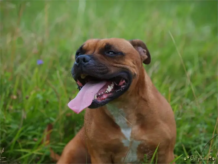 Staffordshire Bull Terrier