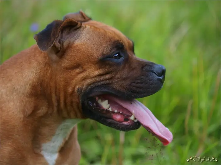 Staffordshire Bull Terrier