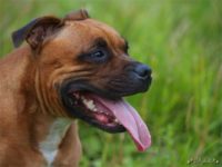 Staffordshire Bull Terrier