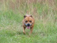 Staffordshire Bull Terrier