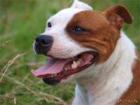 Staffordshire Bull Terrier