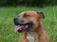 Staffordshire Bull Terrier