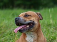 Staffordshire Bull Terrier