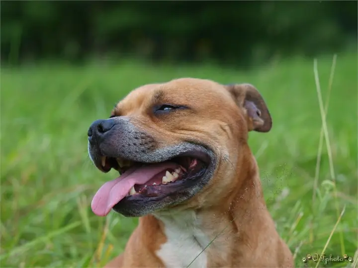 Staffordshire Bull Terrier
