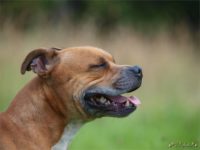 Staffordshire Bull Terrier