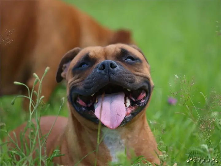 Staffordshire Bull Terrier