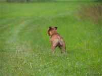 Staffordshire Bull Terrier