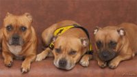 Staffordshire Bull Terrier