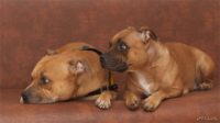 Staffordshire Bull Terrier