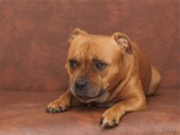 Staffordshire Bull Terrier