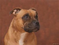 Staffordshire Bull Terrier