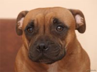 Staffordshire Bull Terrier