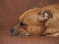 Staffordshire Bull Terrier