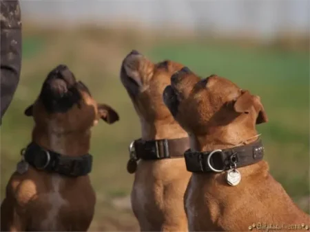 Staffordshire Bull Terrier