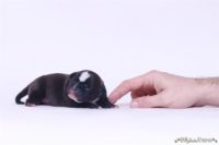 Staffordshire Bull Terrier - litter D