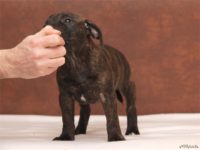 Staffordshire Bull Terrier - litter D