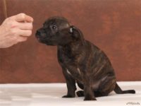 Staffordshire Bull Terrier - litter D