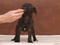 Staffordshire Bull Terrier - litter D