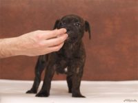 Staffordshire Bull Terrier - litter D