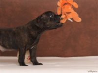 Staffordshire Bull Terrier - litter D