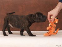 Staffordshire Bull Terrier - litter D