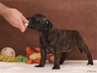 Staffordshire Bull Terrier - litter D