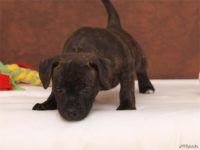 Staffordshire Bull Terrier - litter D