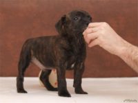 Staffordshire Bull Terrier - litter D