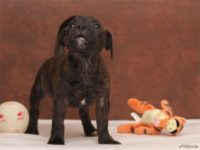 Staffordshire Bull Terrier - litter D