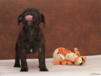 Staffordshire Bull Terrier - litter D