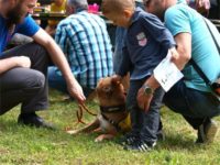 Staffordshire Bull Terrier