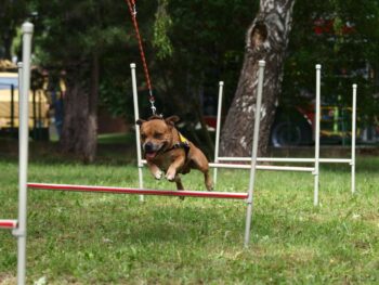 Canisterapie Stafordšírských bulteriérů 157 Canisterapie Stafordšírských bulteriérů stafordšírský bulteriér canisterapie