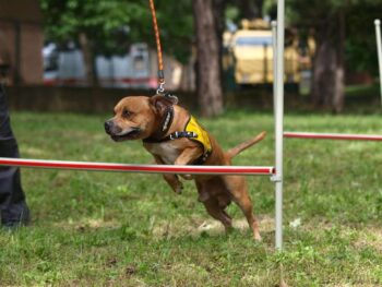 stafordšírský bulteriér canisterapie