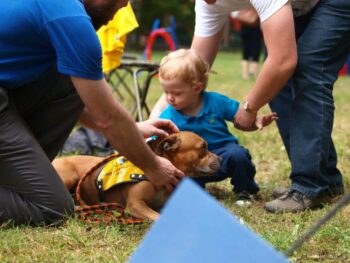 stafordšírský bulteriér canisterapie