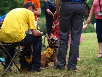 stafordšírský bulteriér canisterapie